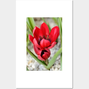 Tulipa  &#39;Lilliput&#39;  Tulip Posters and Art